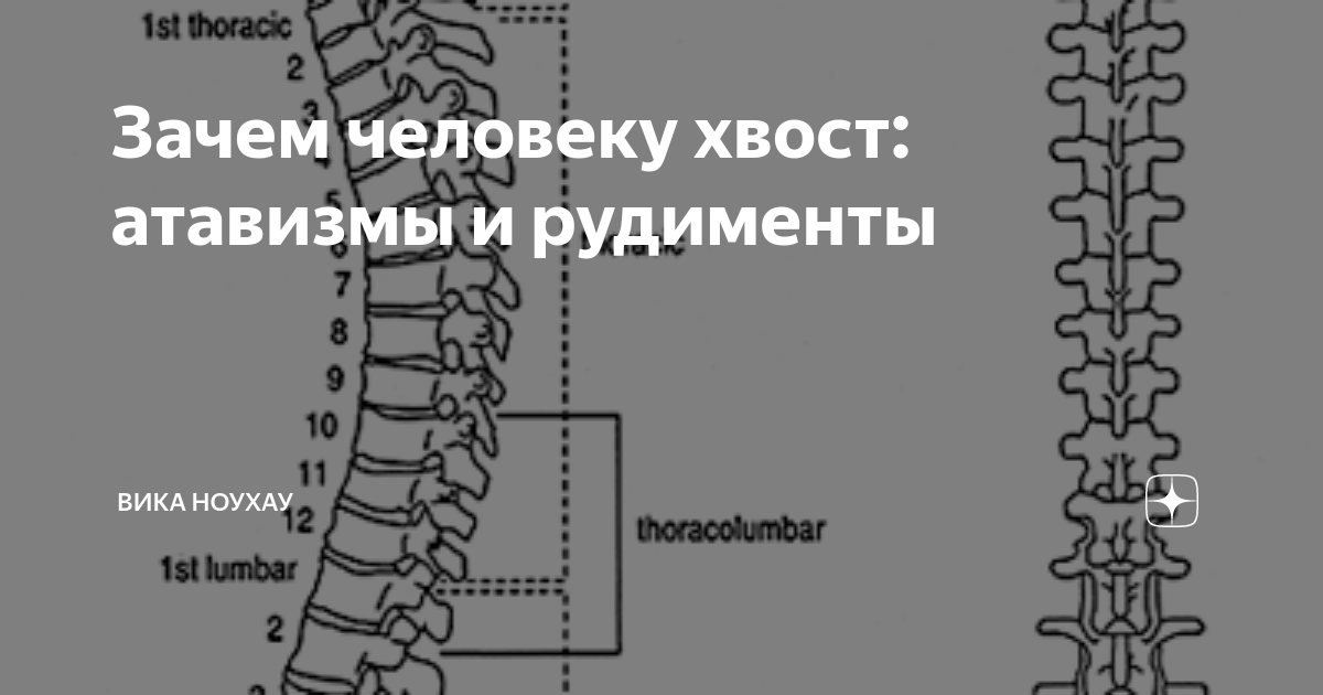 Интересные факты о ящерице круглоголовке. Почему у человека нет хвоста. Почему у человека нет хвоста. Ушастая круглоголовка интересные факты. Почему у человека нет хвоста.