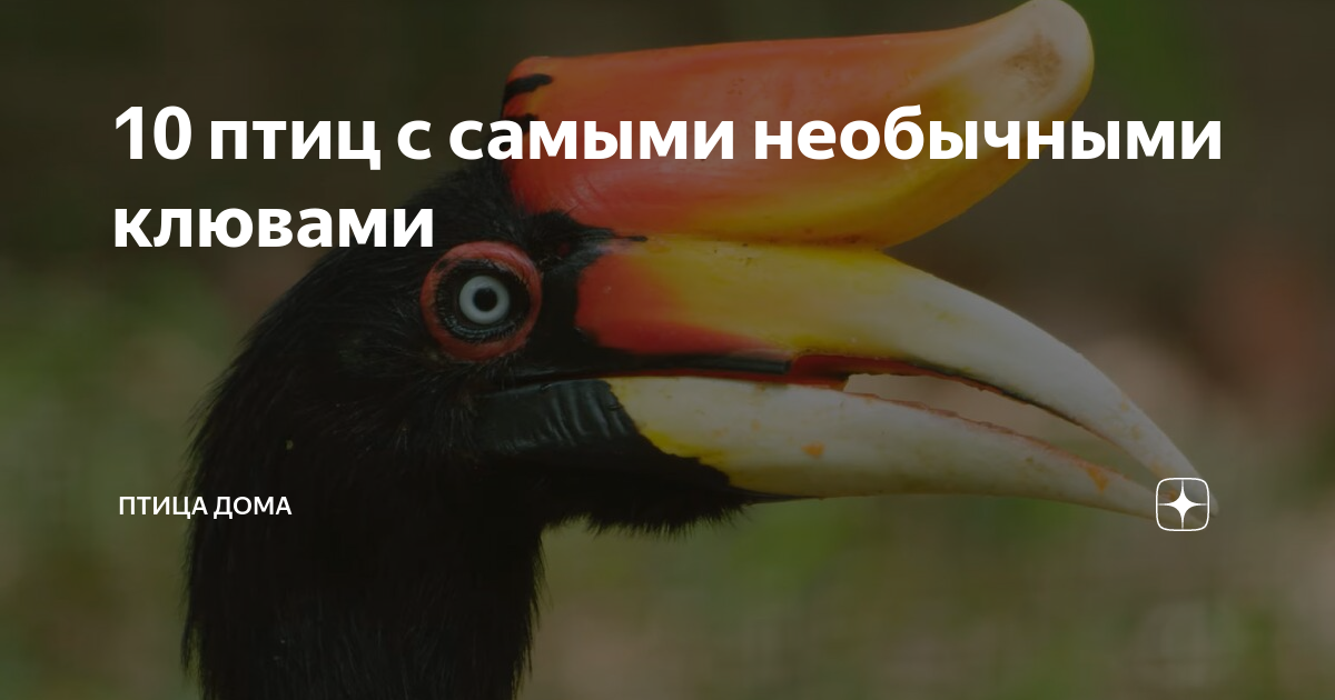 10 птиц с самыми необычными клювами | Птица дома | Дзен