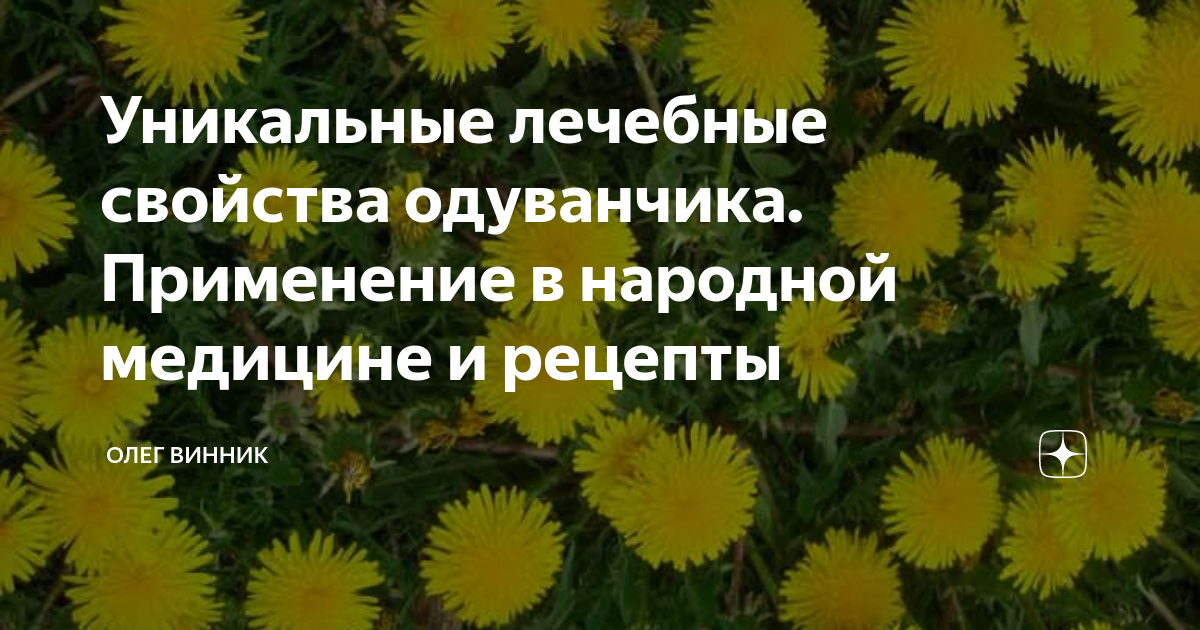 Одуванчик лекарственное растение. Задания по математике на тему одуванчик. Какие части одуванчика применяются в медицине. Применение одуванчика в народной медицине. Одуванчик лекарственный описание.