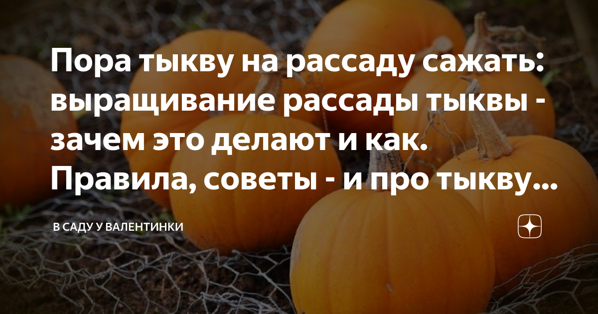 Когда сажать тыкву на рассаду. Тыква сажать рассадой. Когда сажать тыкву на рассаду на Урале. Сроки посадки тыквы на рассаду в Подмосковье. Текст про тыкву