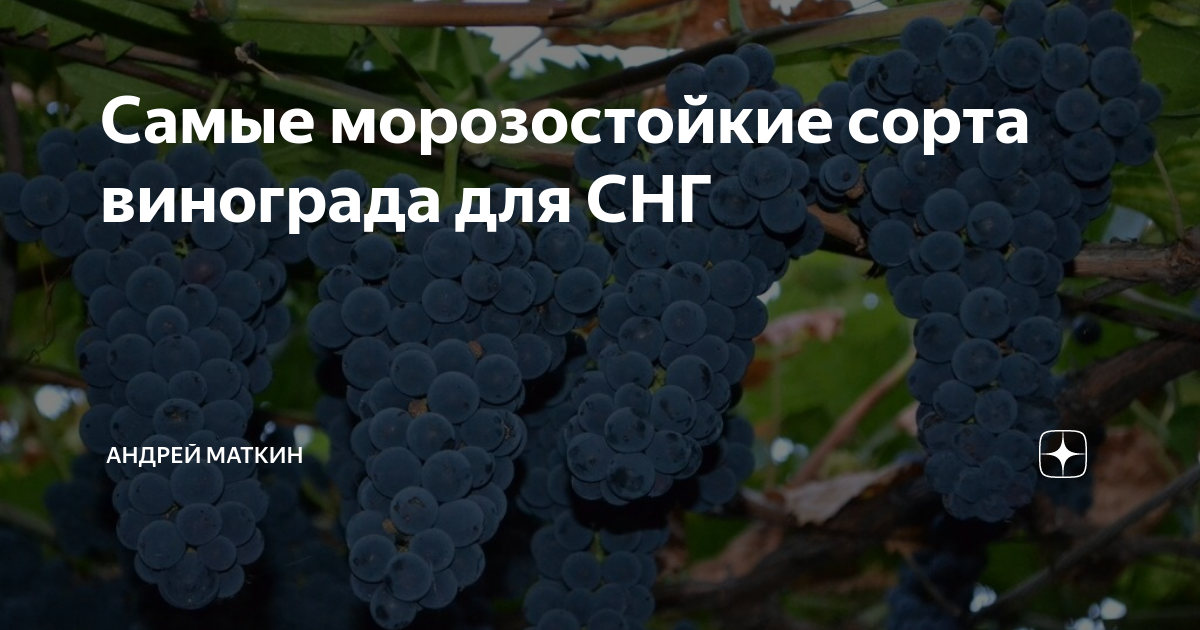 Самые морозостойкие сорта винограда для СНГ | Андрей Маткин | Дзен