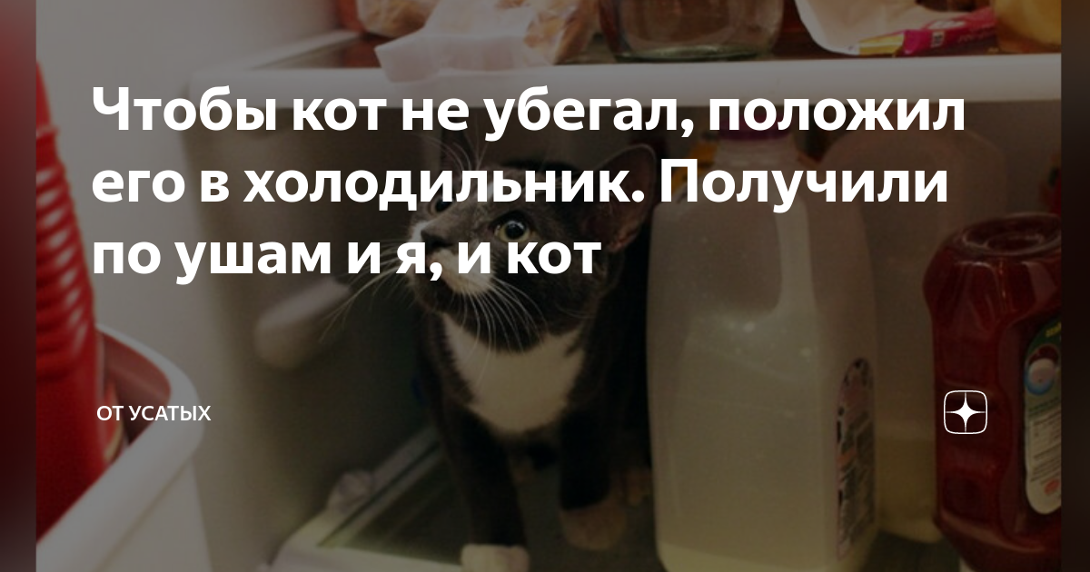 «Не посоветую даже врагу»: 8 худших кормов для кошек