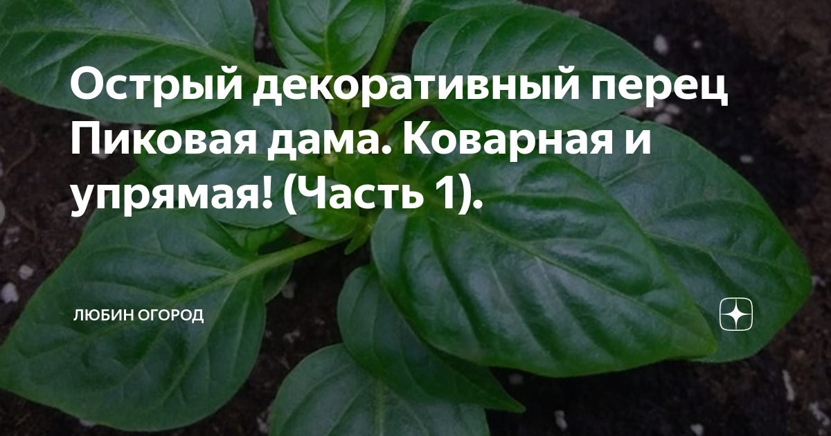Острый декоративный перец Пиковая дама. Коварная и упрямая! (Часть 1 ...