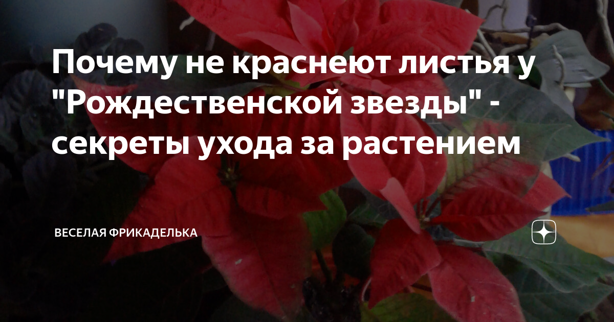 Почему у пуансеттии не краснеют листья, а остаются зелеными и что делать, чтобы цветок покраснел