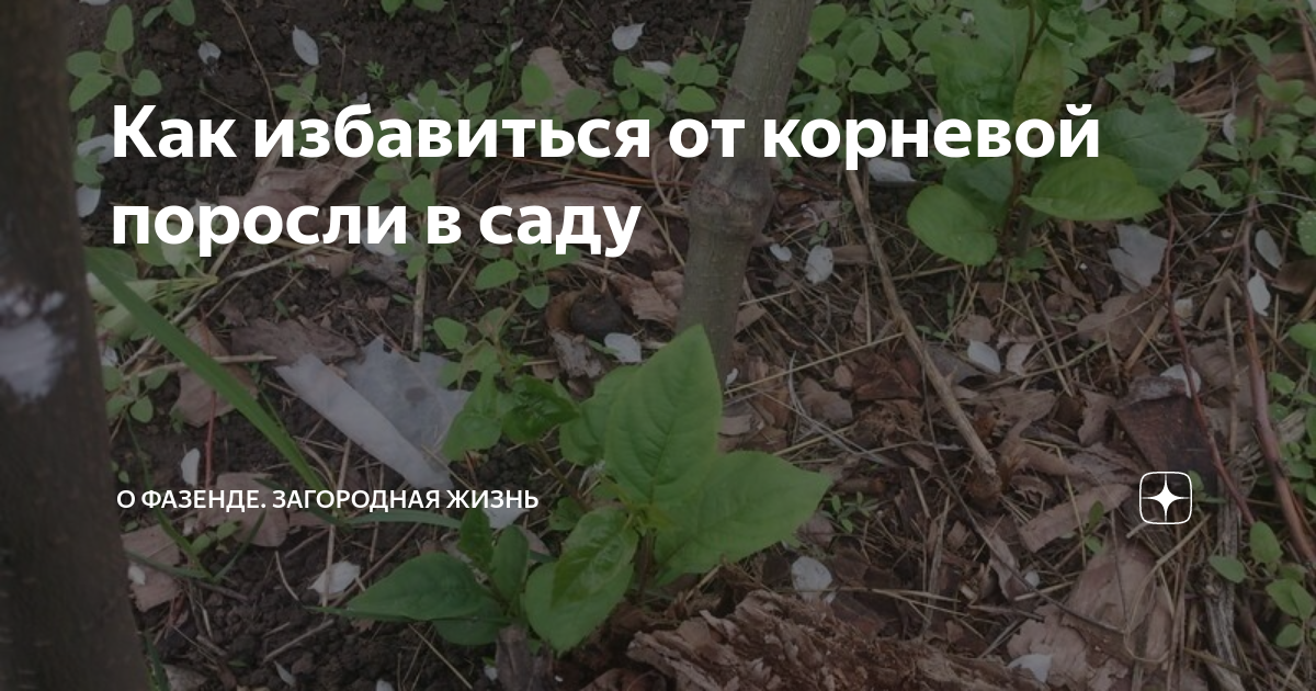 Как избавиться от корневой поросли в саду | О Фазенде. Загородная жизнь ...