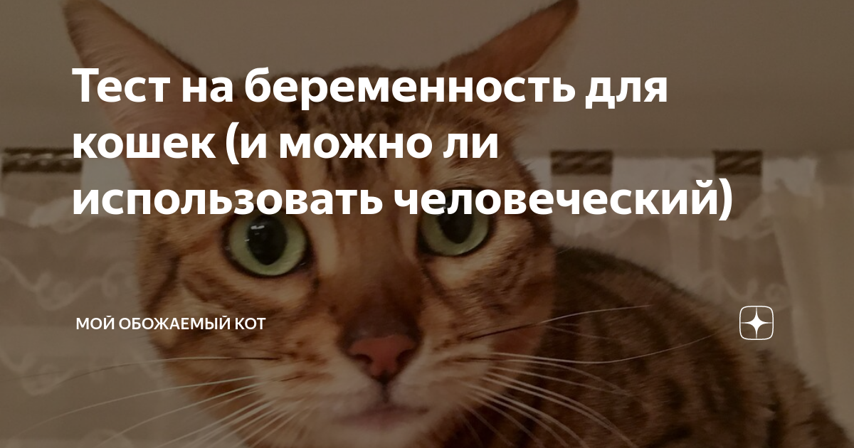 Тест на беременность для кошек (и можно ли использовать человеческий ...