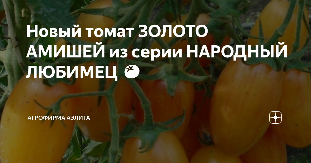 томат золото амишей 20шт аэлита. томат амишей желтый гигант. томат золото амишей 20шт аэлита. томат золотые россыпи f1. томат золото амишей алита.