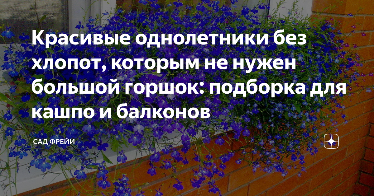 Красивые однолетники без хлопот, которым не нужен большой горшок ...