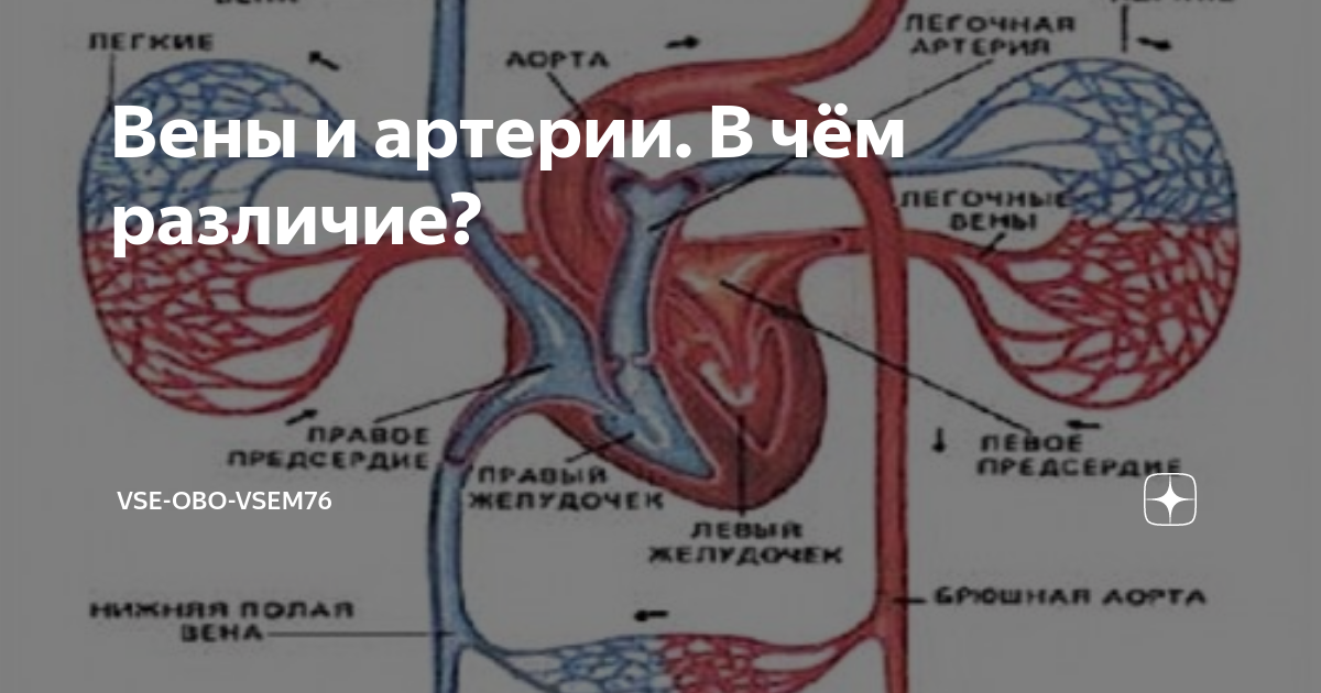 Пазуха с венозной кровью 5 букв. Система кровообращения человека схема. Сердечно сосудистая система круги кровообращения. Кровеносная система круги кровообращения. Малый круг кровообращения венозная в артериальную.