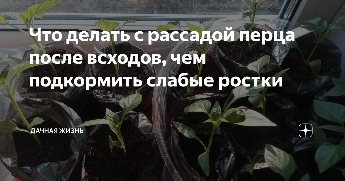 Плохо взошел перец что делать. Чем подкормить рассаду перца после всходов. Когда и чем подкармливать рассаду перцев после всходов.