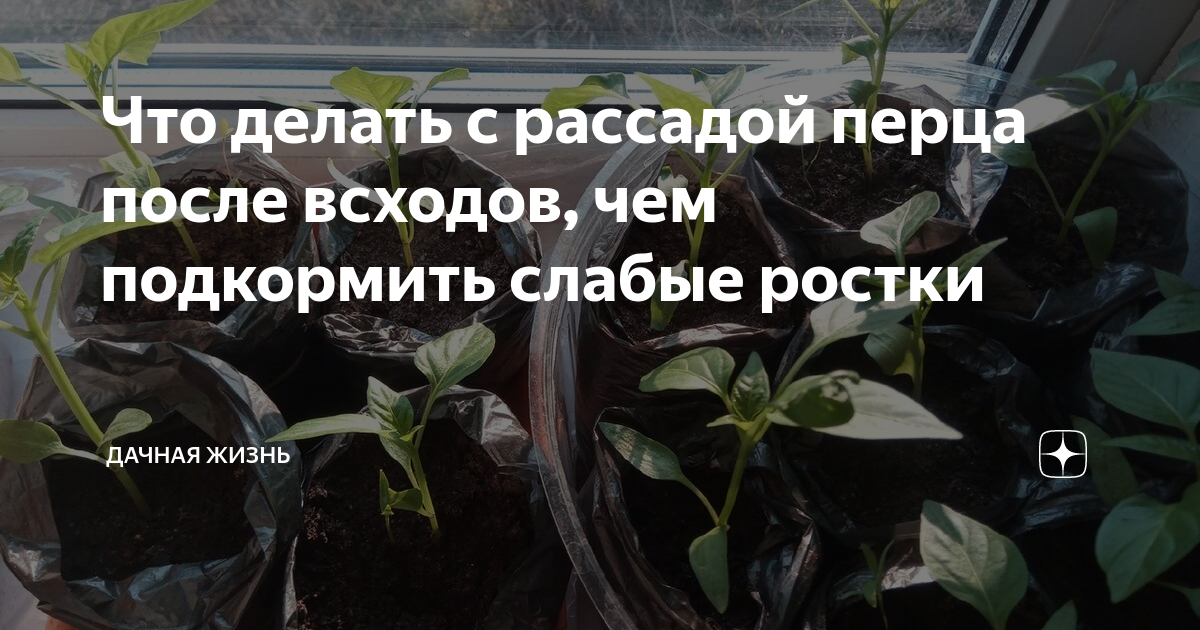 Как обеспечить правильный уход за рассадой перца после всходов семян