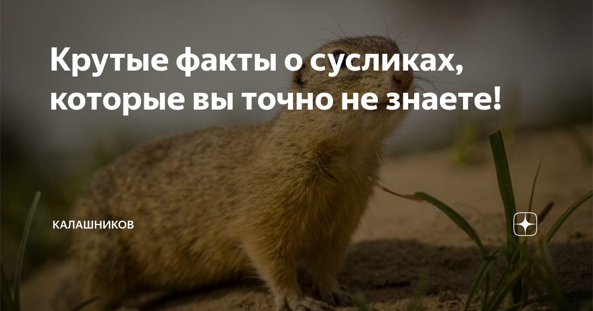 Домик для суслика. Крапчатый суслик детеныш. Суслик картинка. История о сусликах. Интересные факты о сусликах.