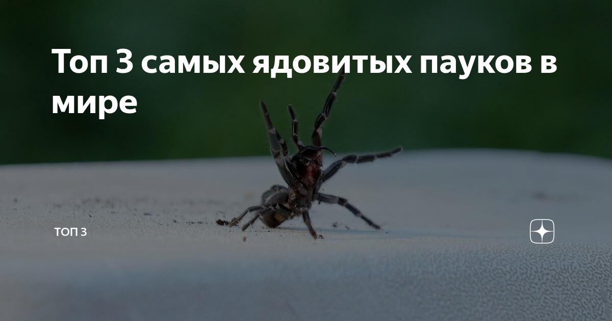 Значение встречи с светлым пауком