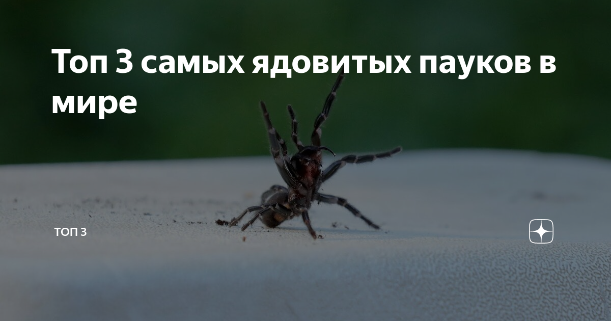 Как сделать прыгающего паука из бумаги 🕷 Оригами паук