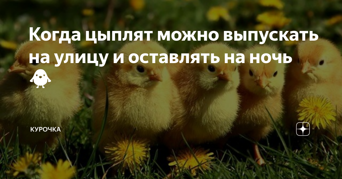 Когда цыплят можно выпускать на улицу и оставлять на ночь 🐥 | Курочка ...