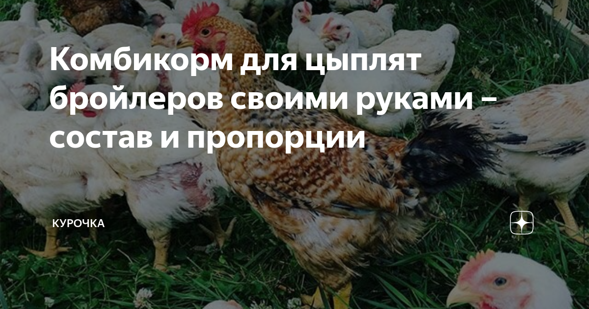 Комбикорм для цыплят бройлеров своими руками – состав и пропорции ...