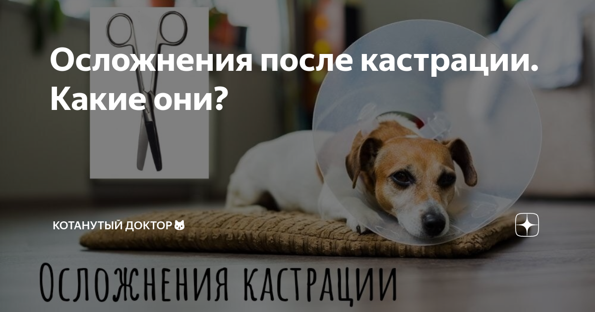 Посткастрационные осложнения: как избежать проблем после операции