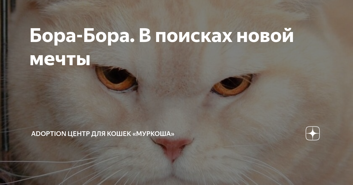 Бора-Бора. В поисках новой мечты | Adoption центр для кошек «Муркоша ...