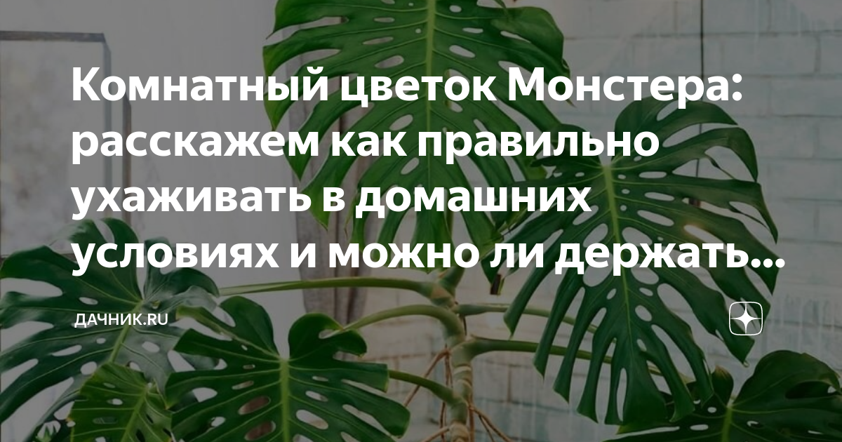 Можно ли монстеру держать в спальне около кровати