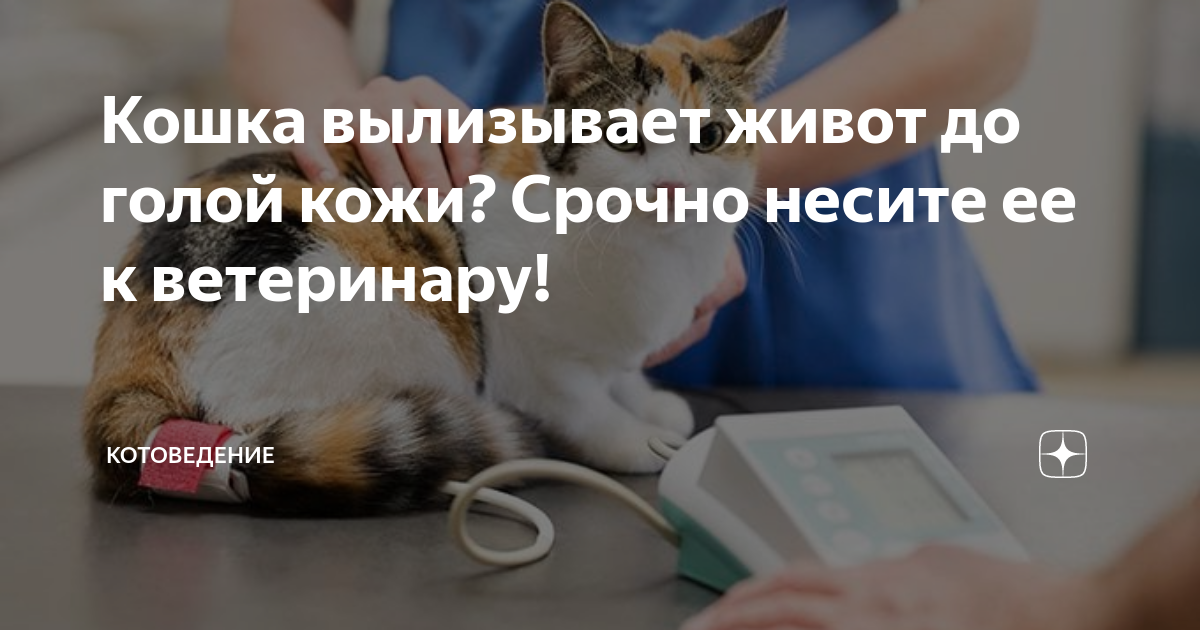 Что делать, если у кота выпадает шерсть и образуются проплешины?