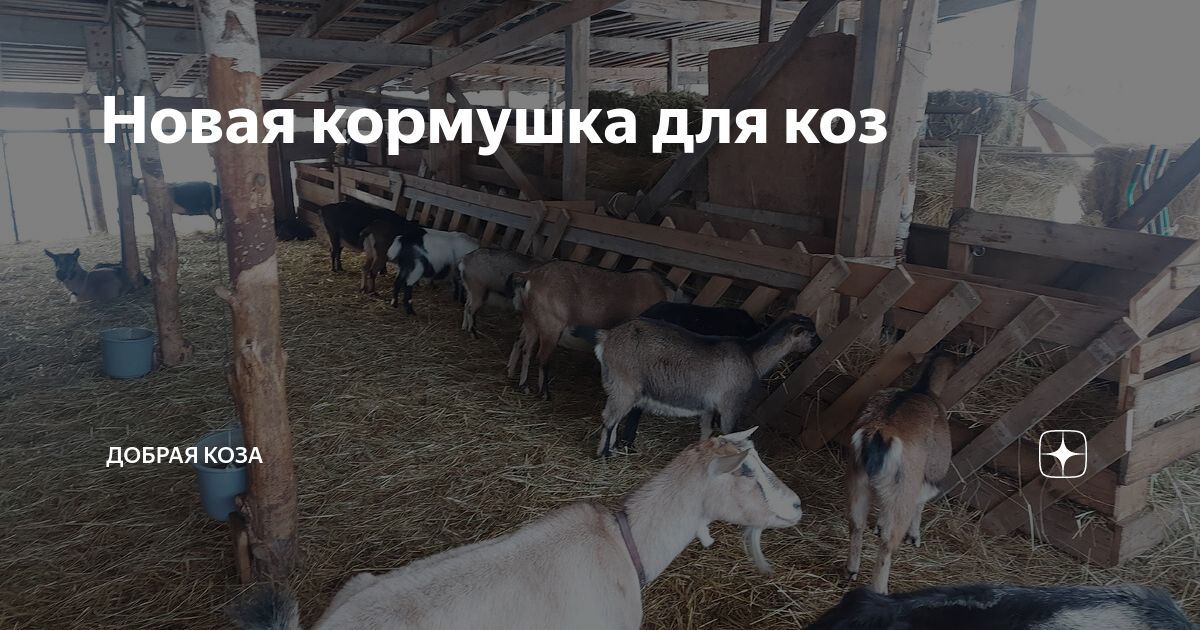 Кормушки для коз: требования, изготовление своими руками | Огородники