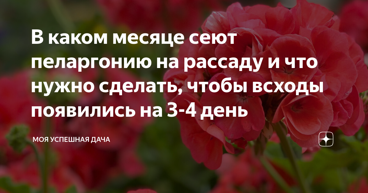 В каком месяце сеют пеларгонию на рассаду и что нужно сделать, чтобы ...