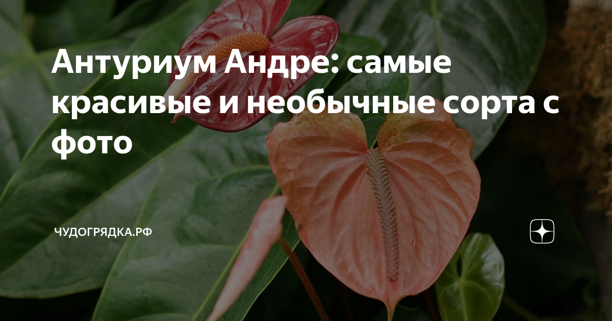Антуриум сорта с названиями с фото