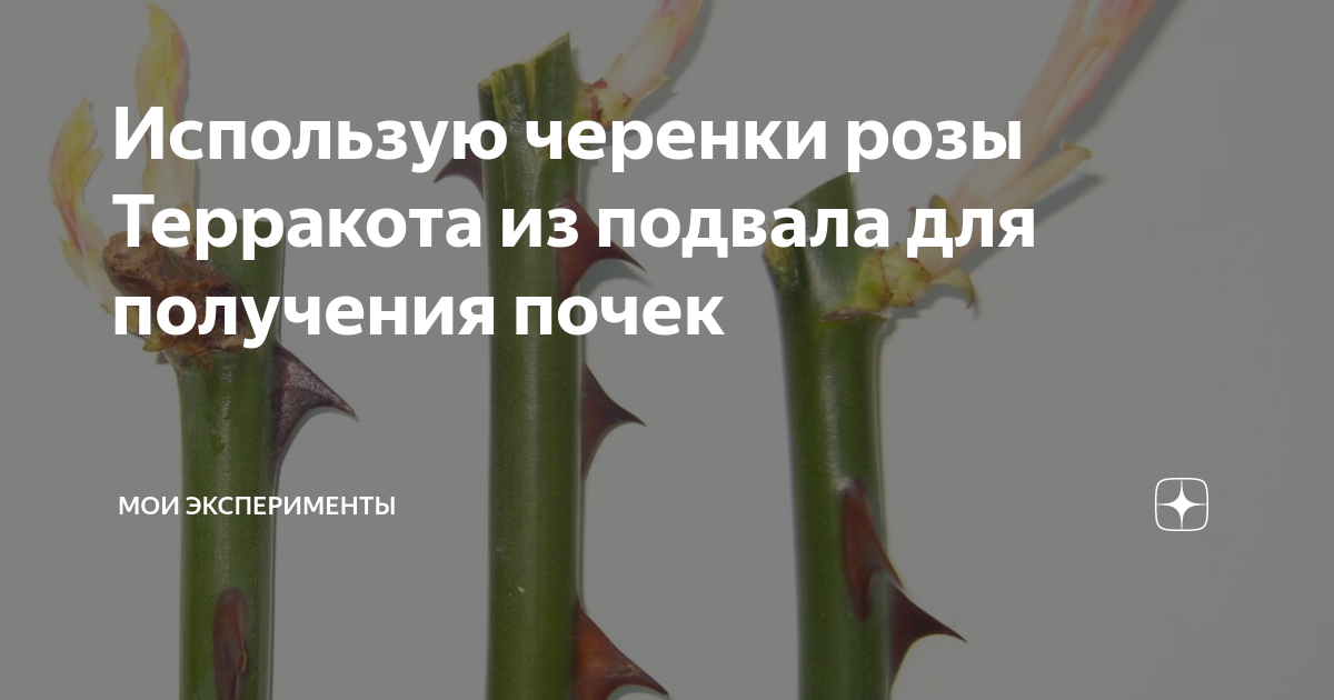 Как использовать черенки роз. Где у розы почки на черенке фото.