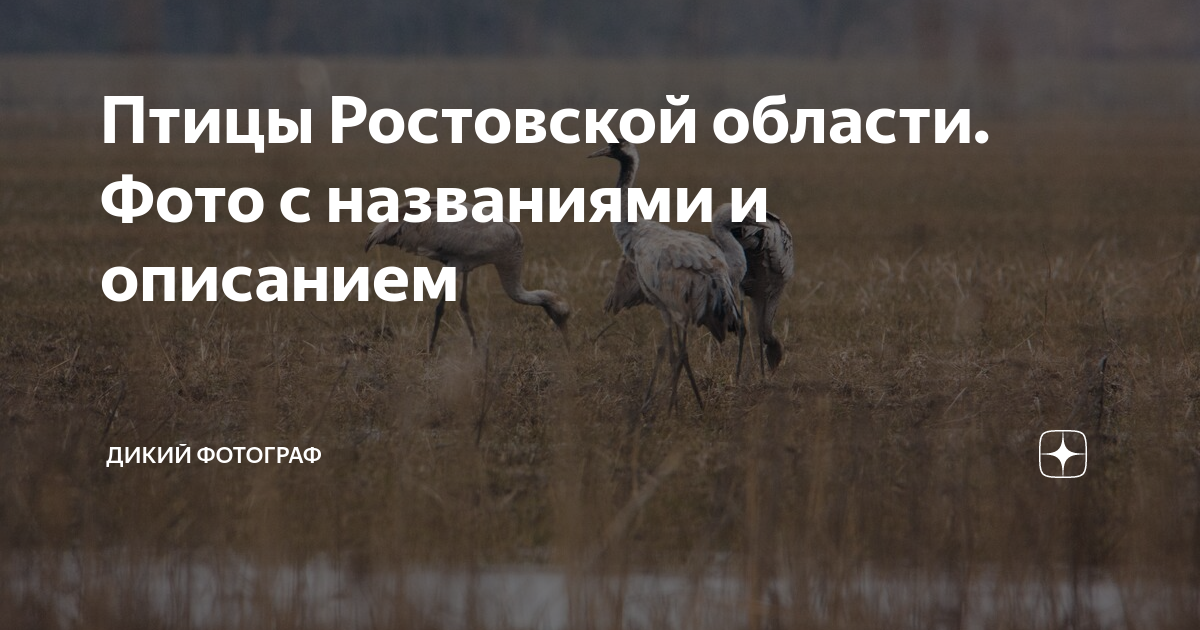 Водоплавающие птицы ростовской области фото с названиями