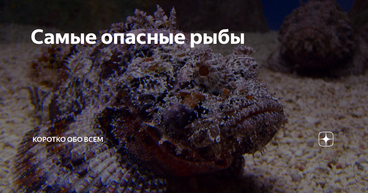 рыба камень бородавчатка. аротрон белопятнистый. рыба камень бородавчатка. скорпена амбона. самая ядовитая рыба – бородавчатка.