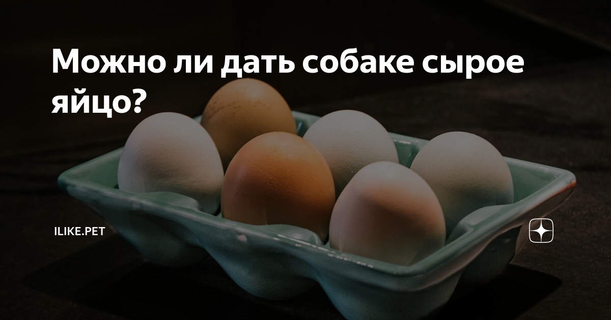 Можно ли щенкам давать яйцо. Можно ли давать собаке сырое яйцо. сырое яйцо собаке. можно ли собаке яйца вареные. яйцо для собак полезно?.