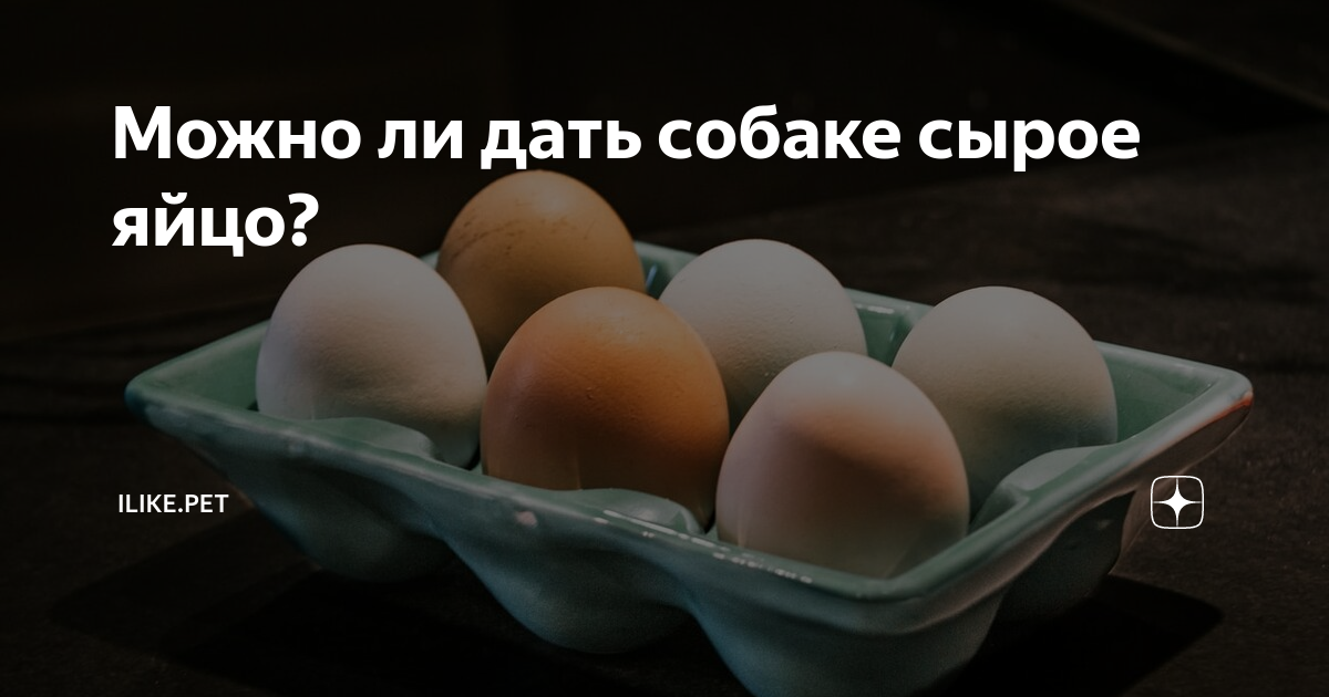 Можно ли давать яйца. Можно ли давать собаке сырое яйцо. Сырое яйцо собаке. Можно ли собаке яйца вареные. Яйцо для собак полезно?.