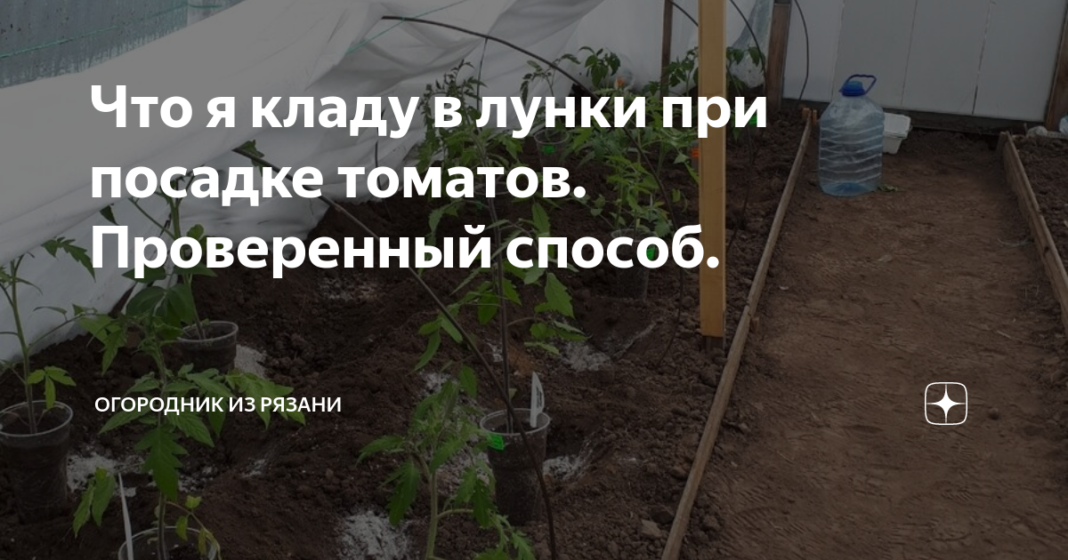 Что положить в лунку при высадке томатов. Огородник из Рязани дзен. Огородник из Рязани высадка помидор.