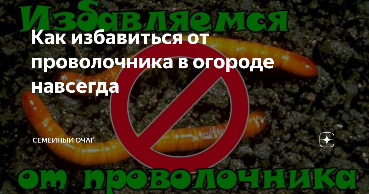Как избавиться от улиток в огороде навсегда. Как избавиться от улиток в огороде навсегда