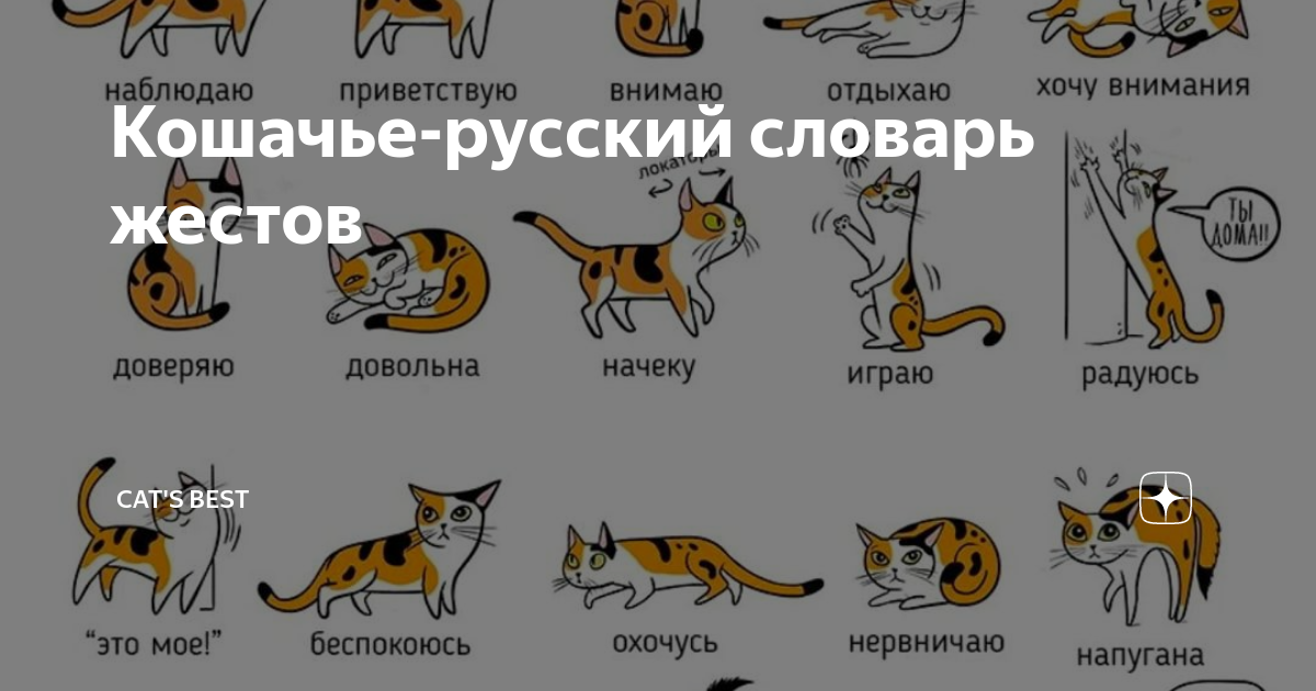 Как переводится tail на русском. Кошачий язык жестов. Язык кошек по хвосту. Язык жестов котят. Язык жестов хвоста кошек.