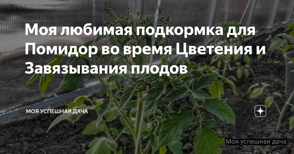 Можно ли опрыскивать помидоры во время цветения. Удобрение для томатов. Подкормка томатов в период цветения. Подкормка томатов для завязывания плодов. Удобрение для помидор в теплице