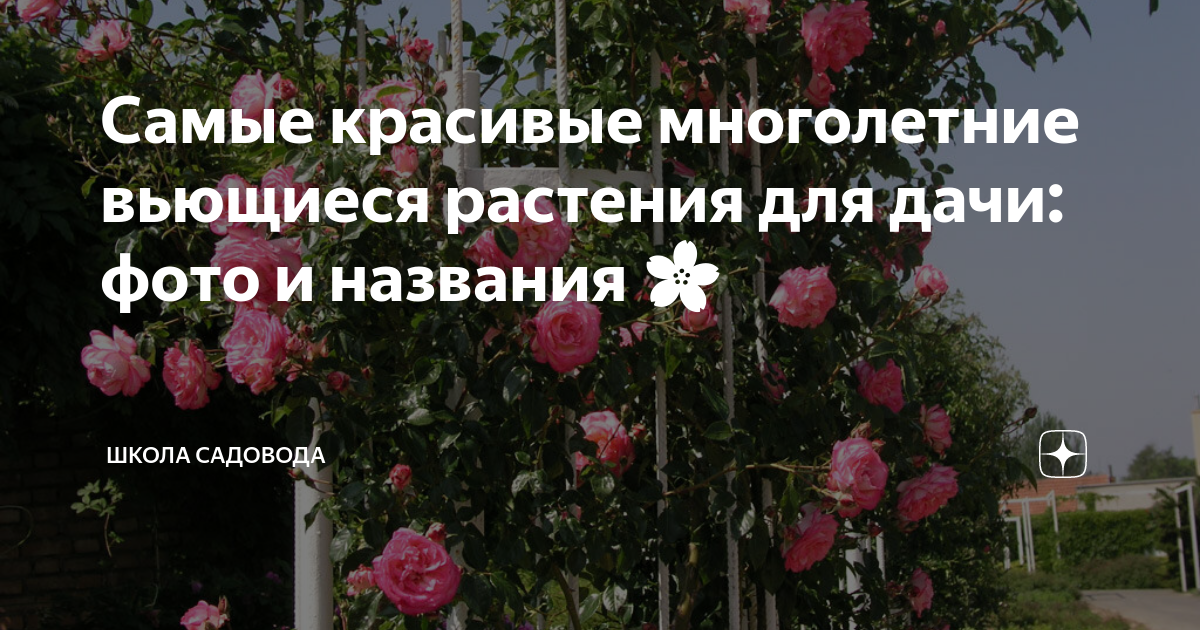 Что посадить вдоль забора на даче: цветы, кустарники, деревья | 9267887.ru