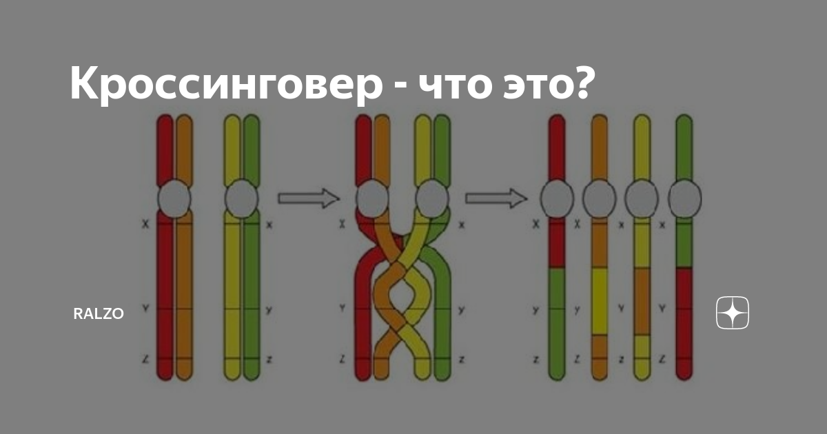 Конъюгация и кроссинговер хромосом