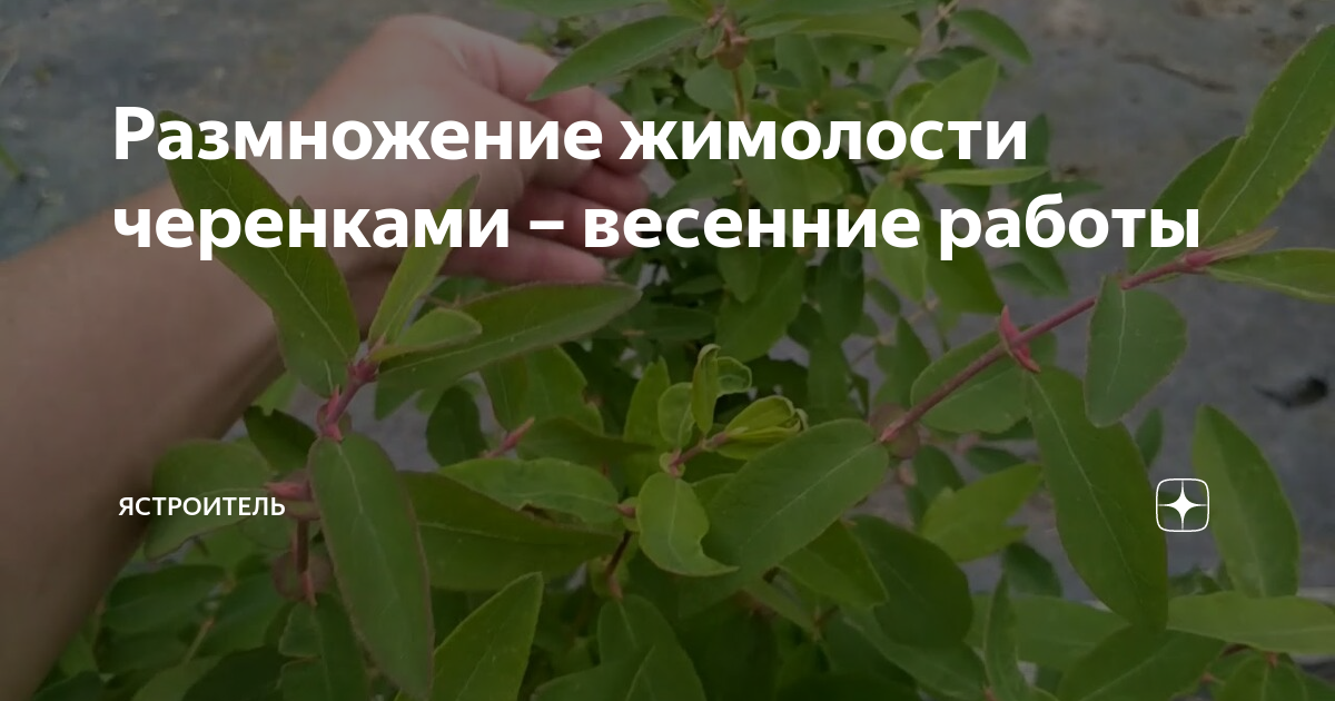 Размножение жимолости черенками – весенние работы