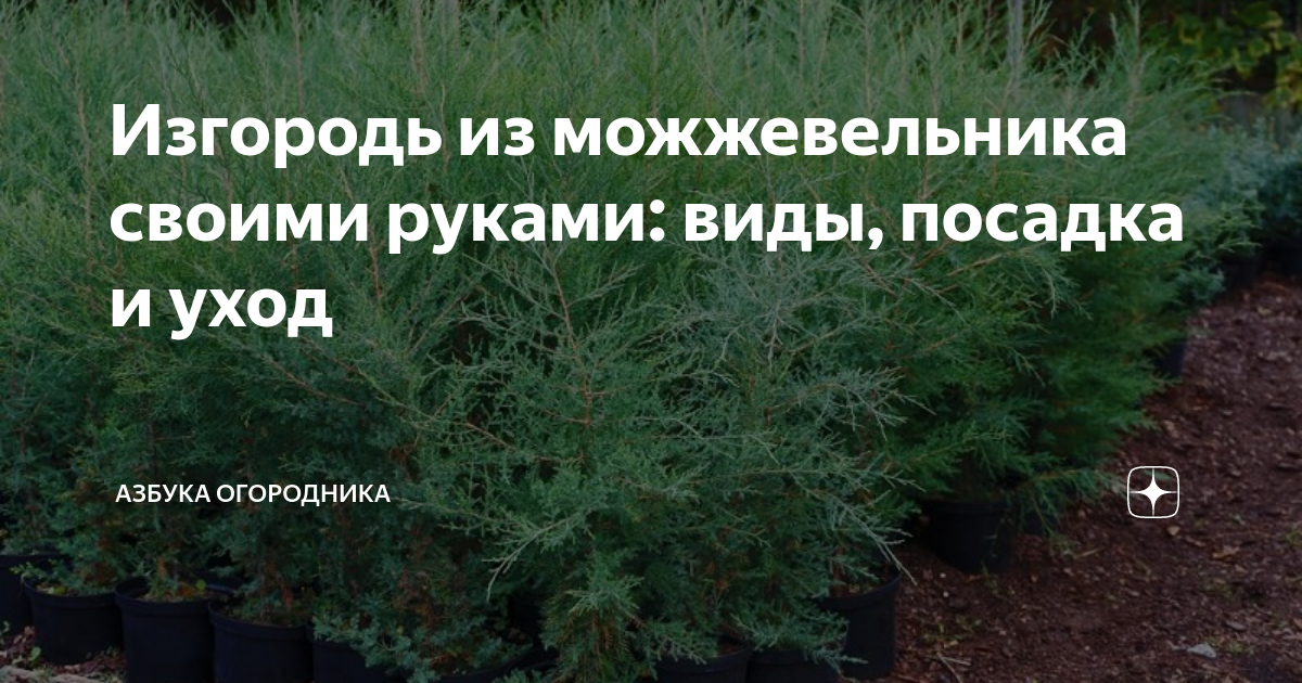 Как сделать клумбу с хвойными деревьями и кустарниками: схемы, уход, плюсы, минусы