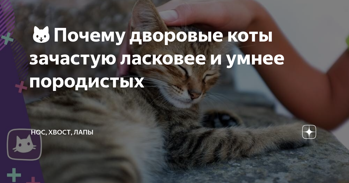 🐱Почему дворовые коты зачастую ласковее и умнее породистых | Нос, хвост,  лапы | Дзен