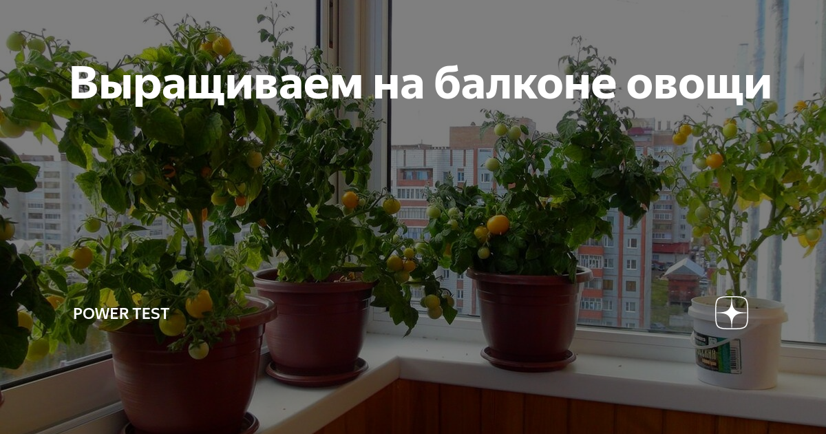 Выращиваем на балконе овощи | Дачник - удачник | Дзен