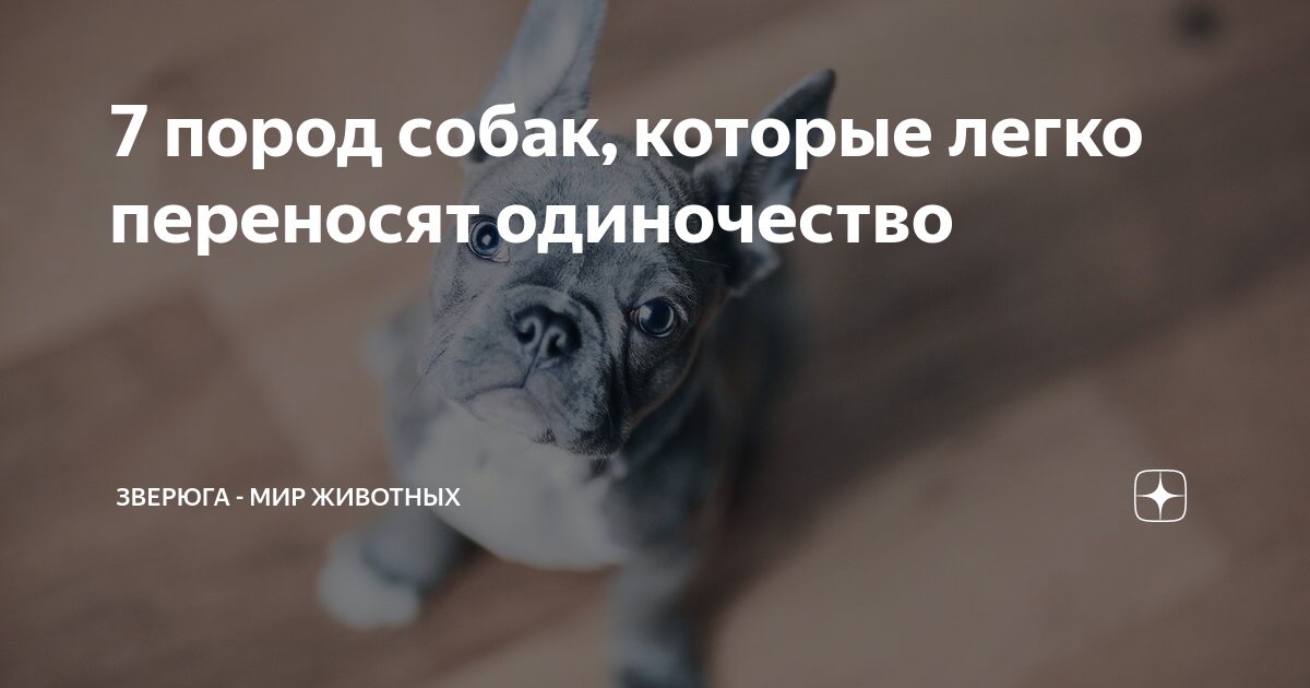 Безымянная порода