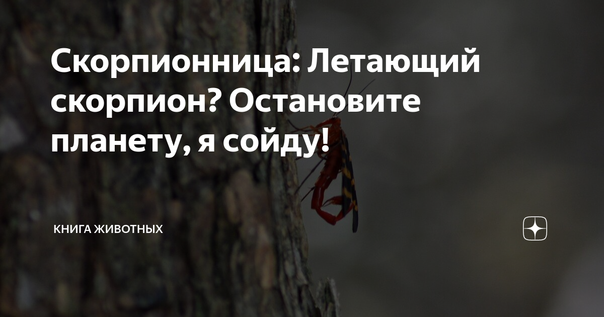 селена и лилит в скорпионе