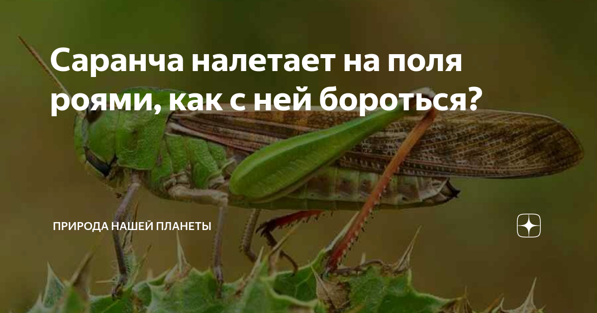 Саранча налетает на поля роями, как с ней бороться? | Природа нашей ...