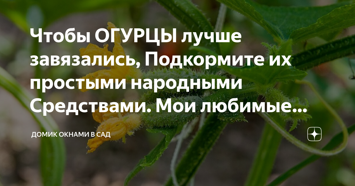 Чем подкормить огурцы для роста завязей. Подкормка для завязи огурцов. Народное средство для завязи огурцов. Чем подкормить огурцы чтобы была завязь. Чем подкормить огурцы с ЗАВЯЗЯМИ на окне.