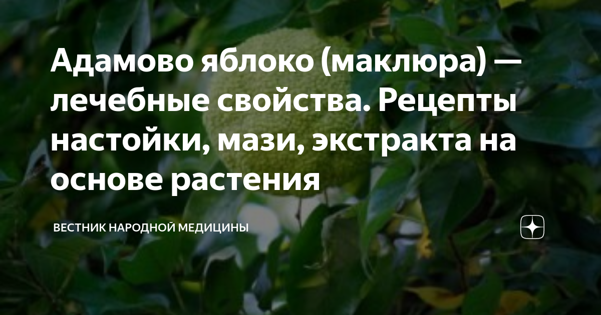 Настойка Адамово яблоко (маклюра) на спирту: применение, рецепт, отзывы