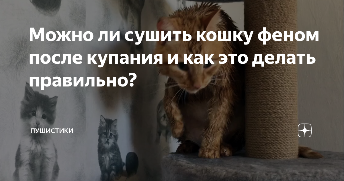 кошка сушится феном. можно ли кошку сушить феном. кот и фен. можно ли кошку сушить феном. расчески для мейн кунов.