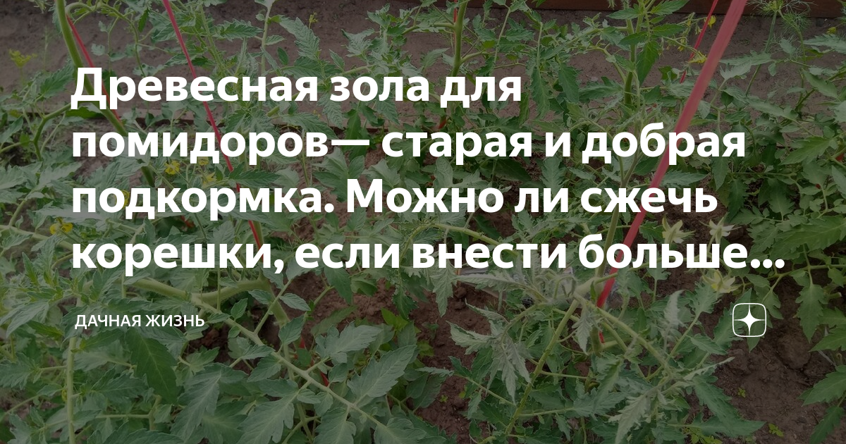 Подкормка рассады помидор золой. Зола для помидор. Подкормка томатов золой. Зола и уксус как удобрение для томатов. Помидоры как сожгли.