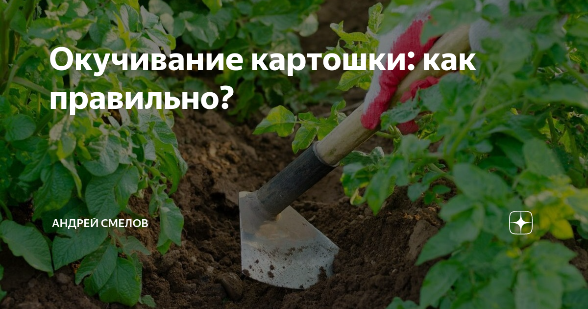 Для чего требуется окучивание картофеля